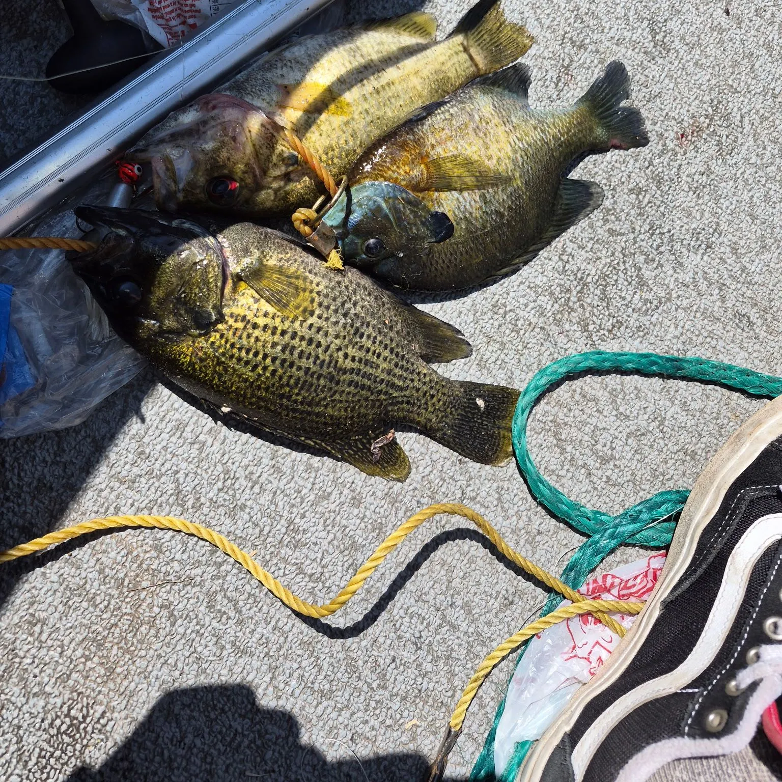 recently logged catches