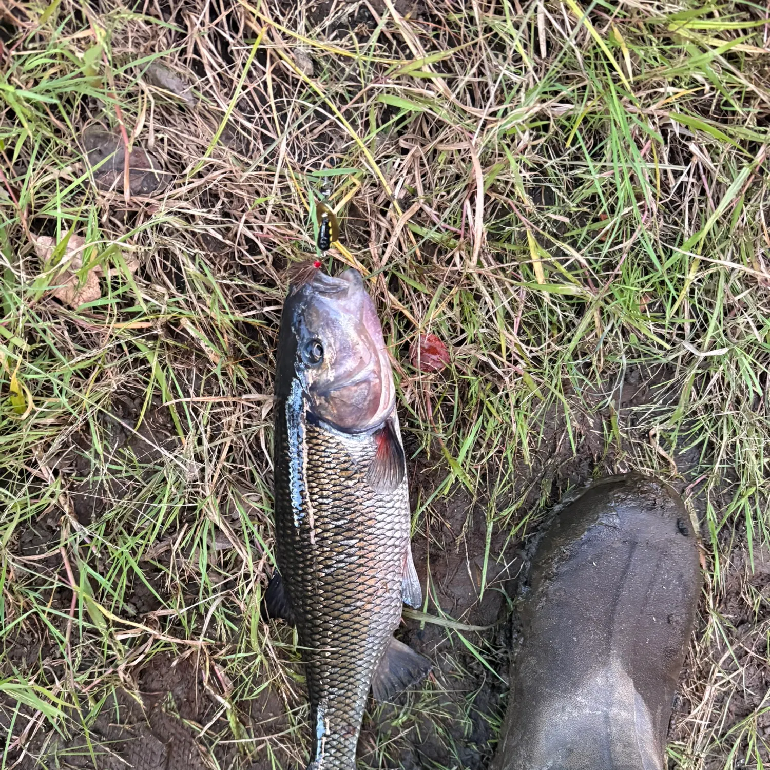 Fallfish caught on Fishbrain