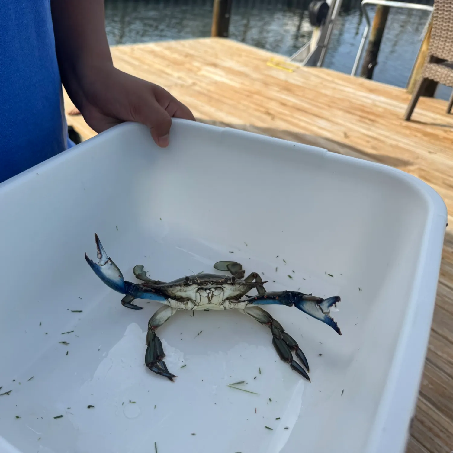 The most recent Blue crab catches on Fishbrain