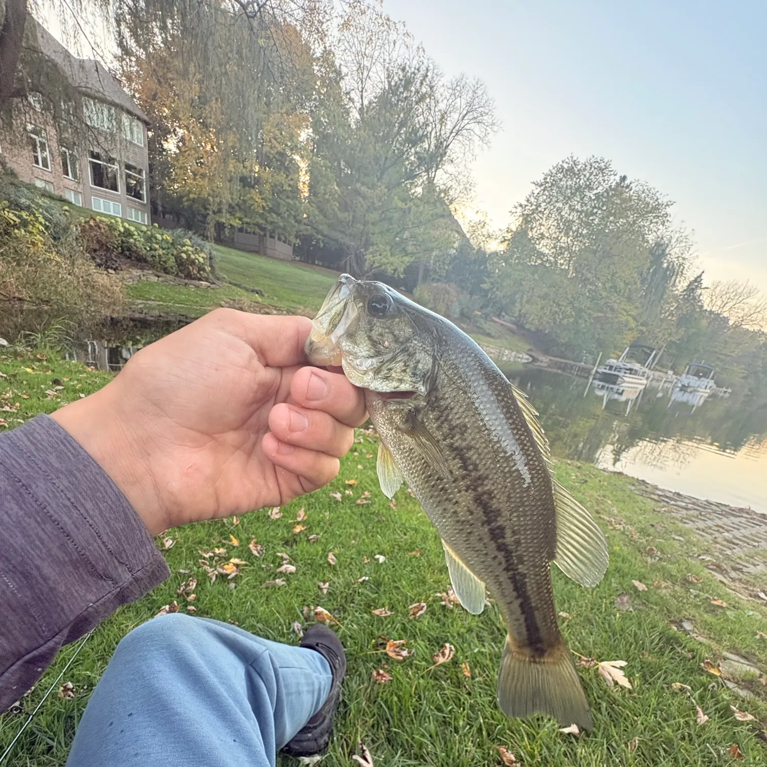 Largemouth bass caught on Fishbrain