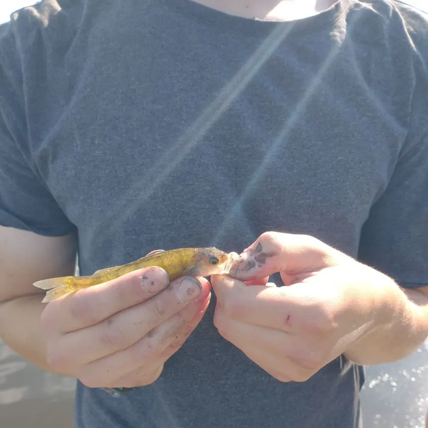 Yellow perch caught on Fishbrain