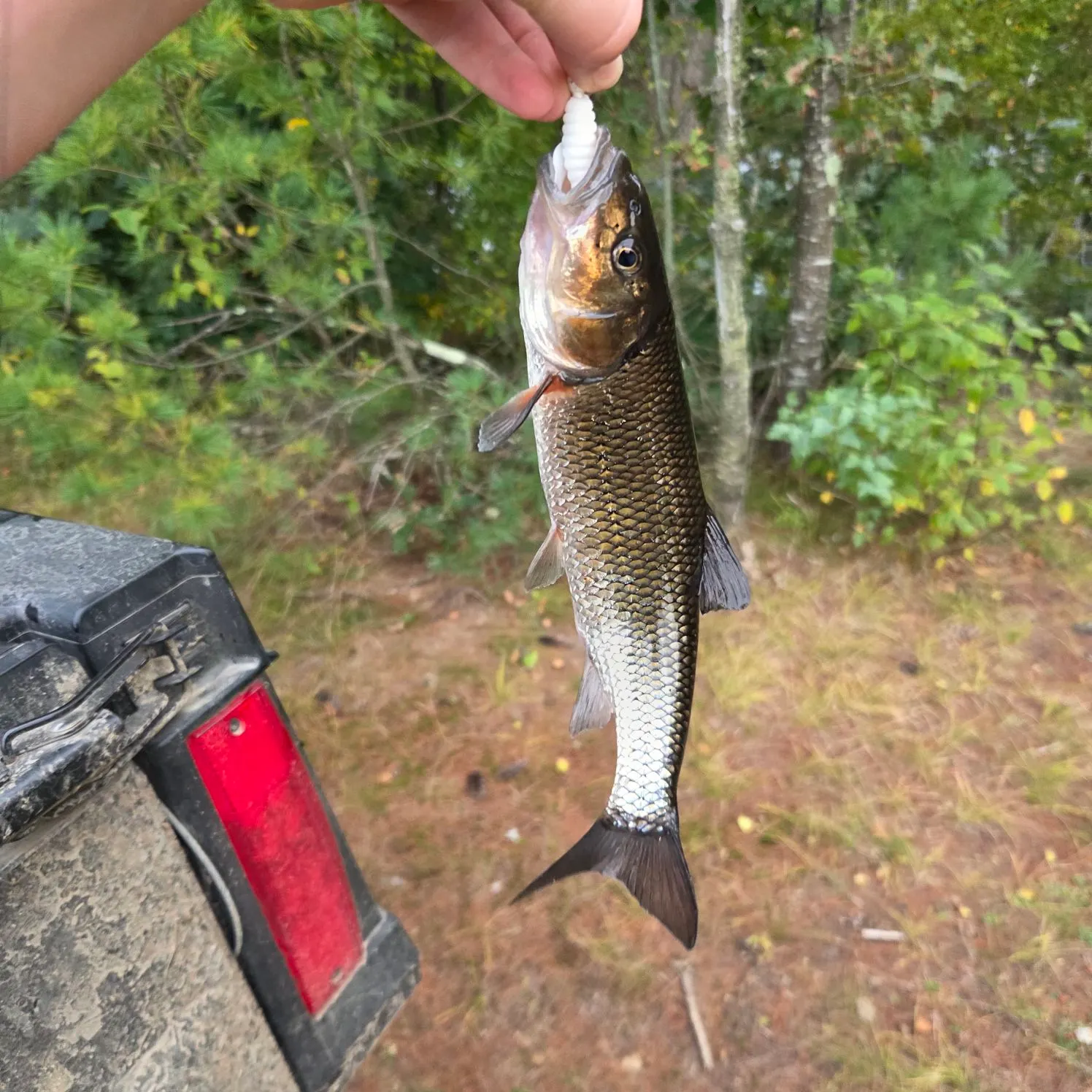 Fallfish caught on Fishbrain