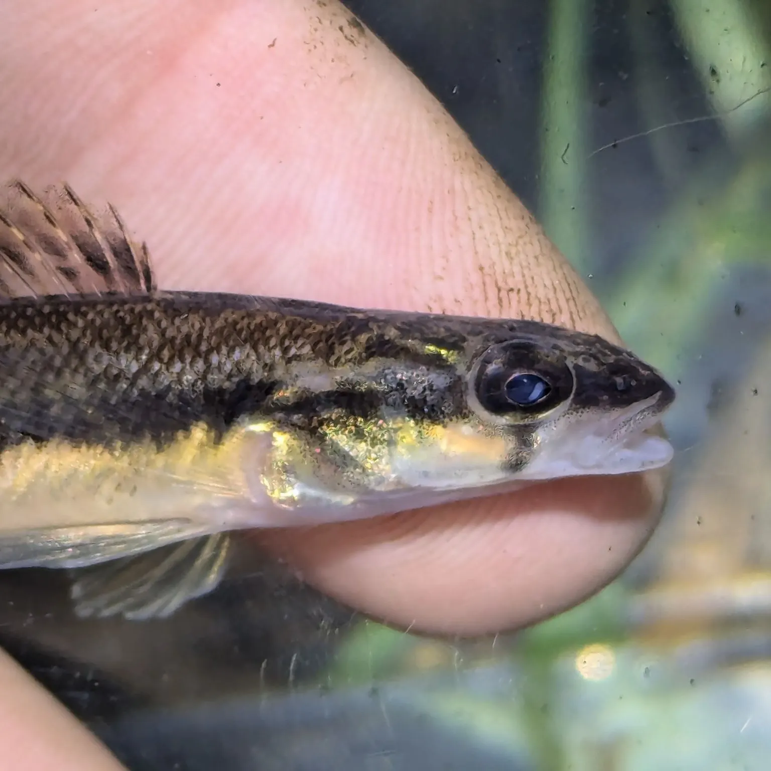 The most recent Blackside darter catches on Fishbrain