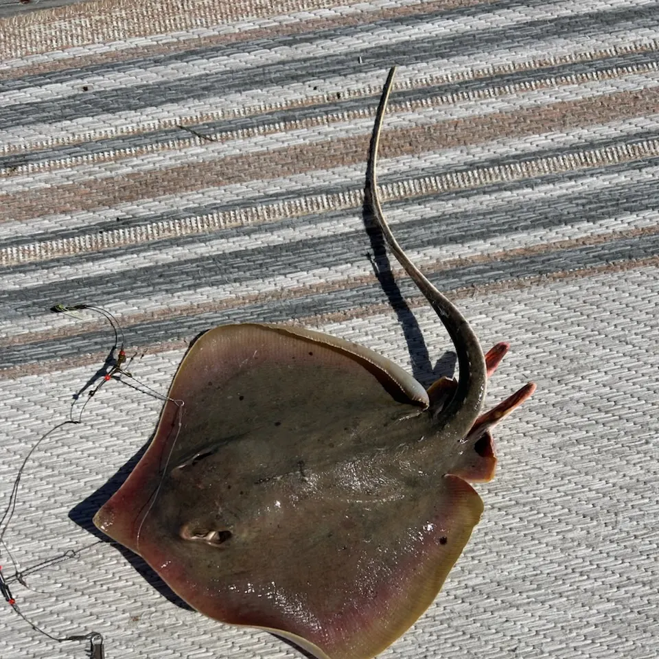 The most recent Atlantic stingray catches on Fishbrain