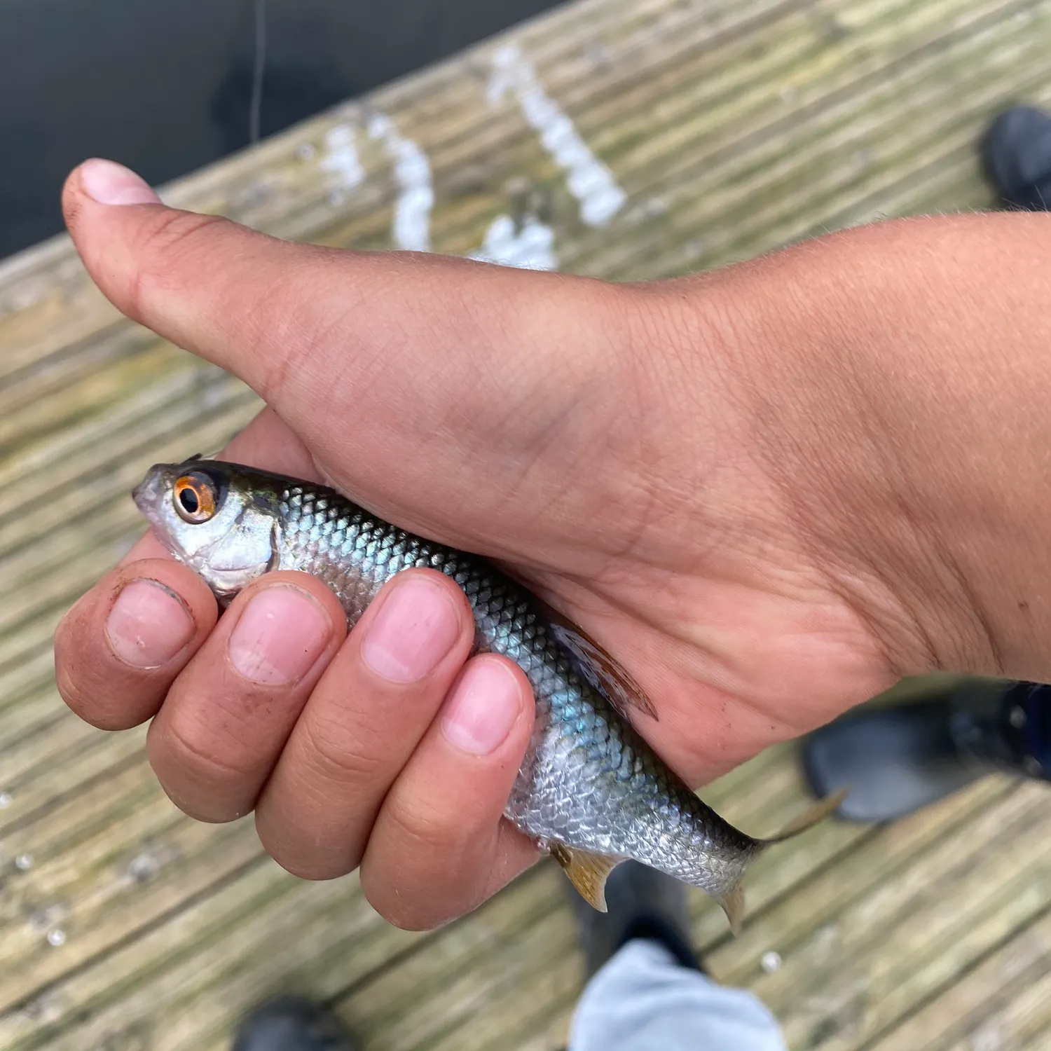 Common roach caught on Fishbrain