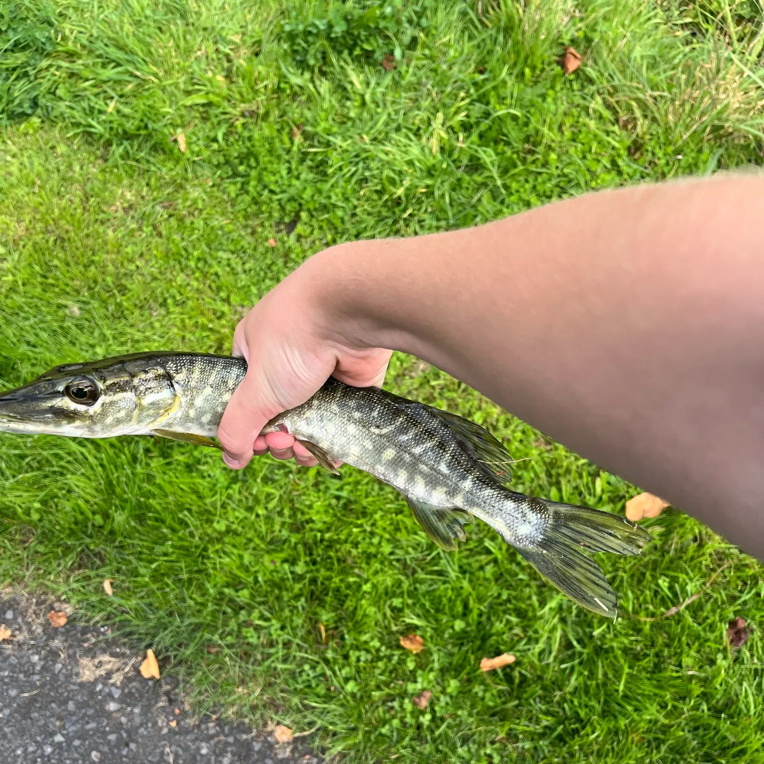 Northern pike caught on Fishbrain