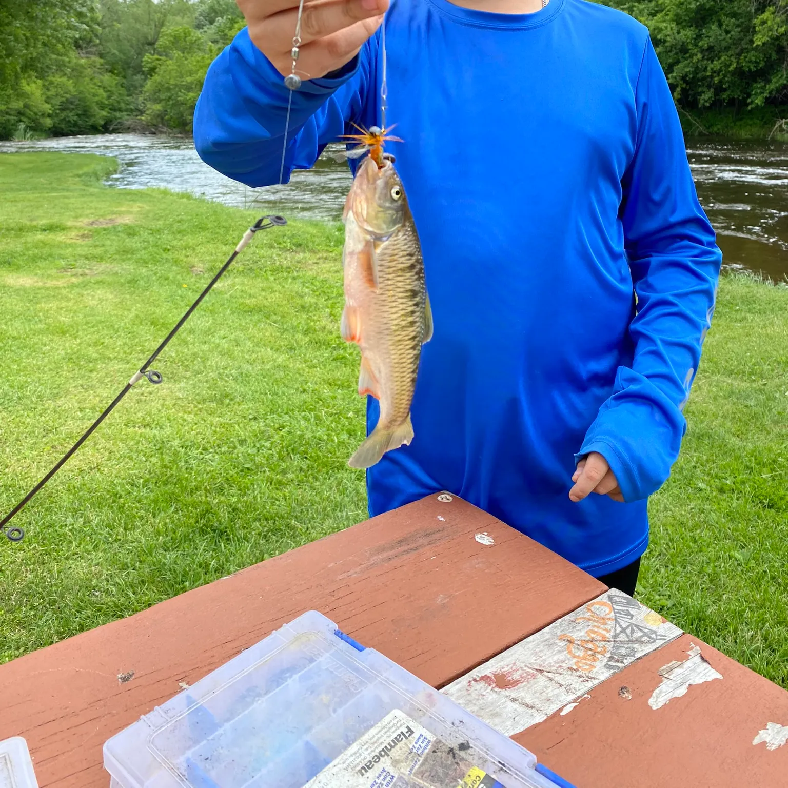 The most recent Common shiner catches on Fishbrain