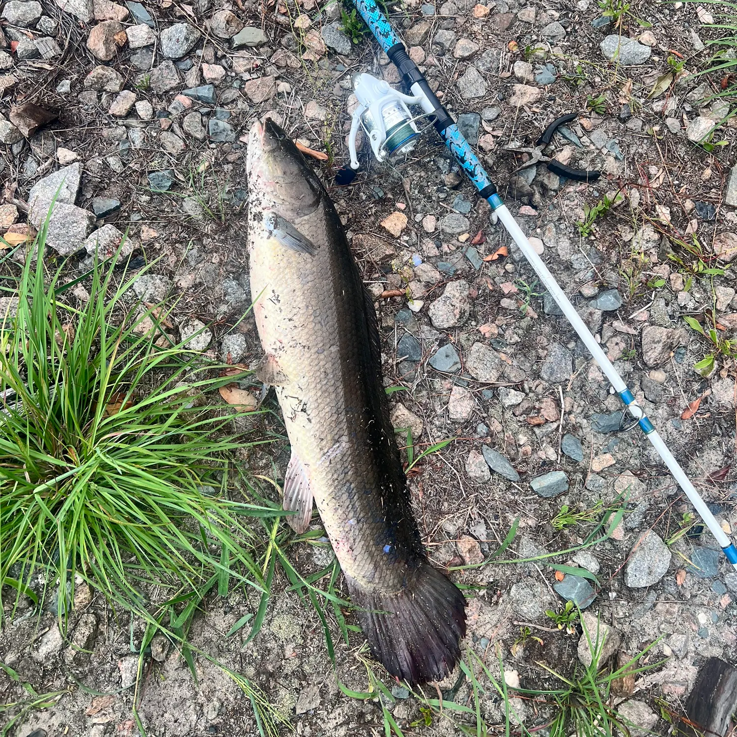 Ruddy bowfin caught on Fishbrain