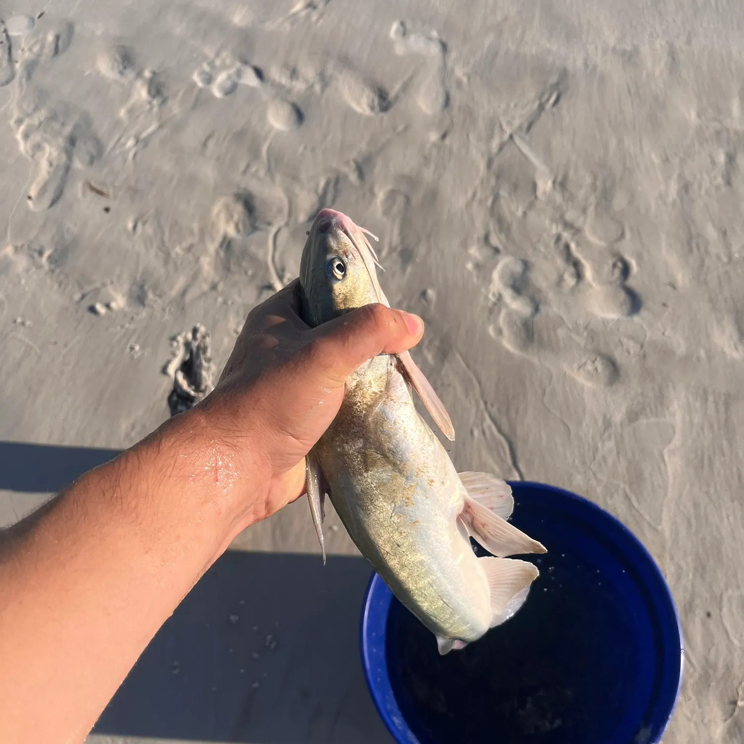 The most recent Hardhead sea catfish catches on Fishbrain