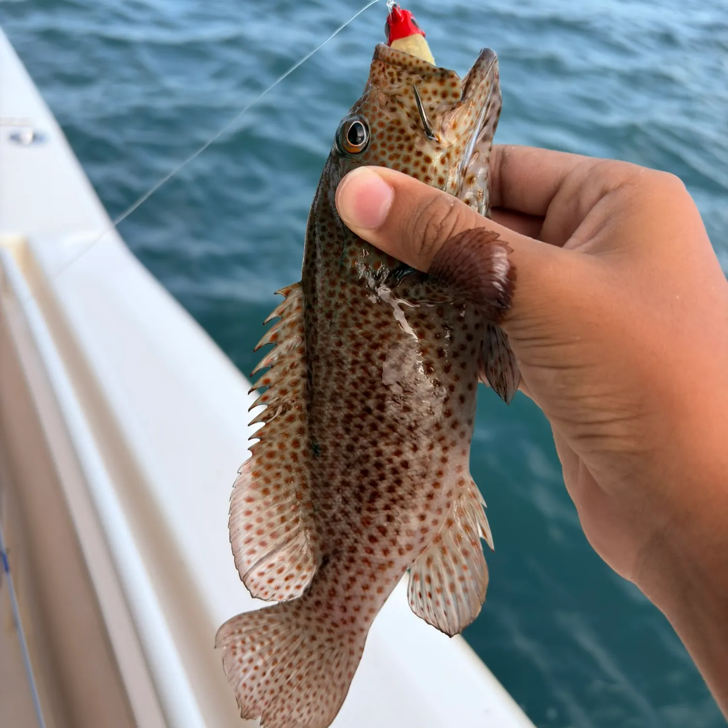 Graysby grouper caught on Fishbrain