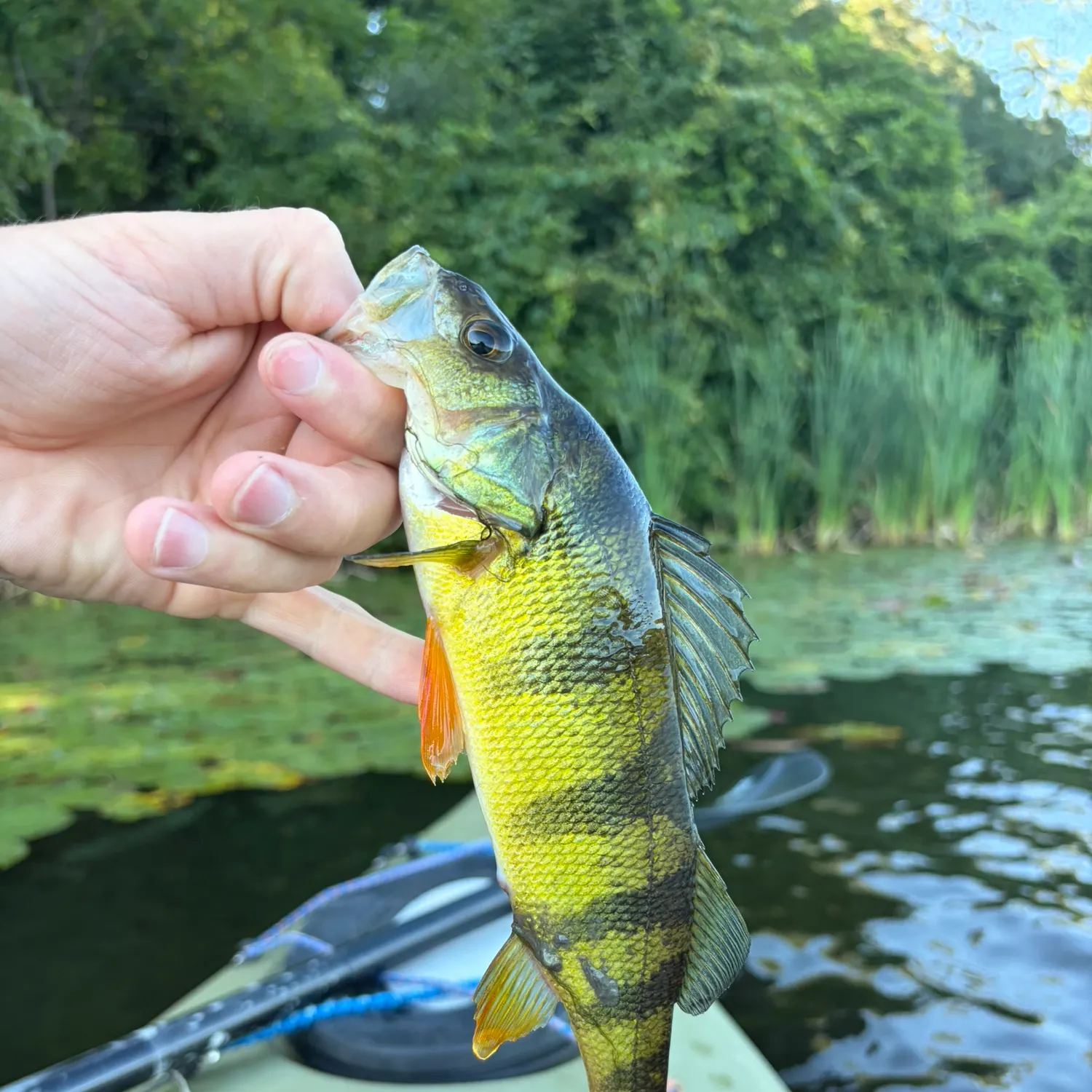Yellow perch caught on Fishbrain
