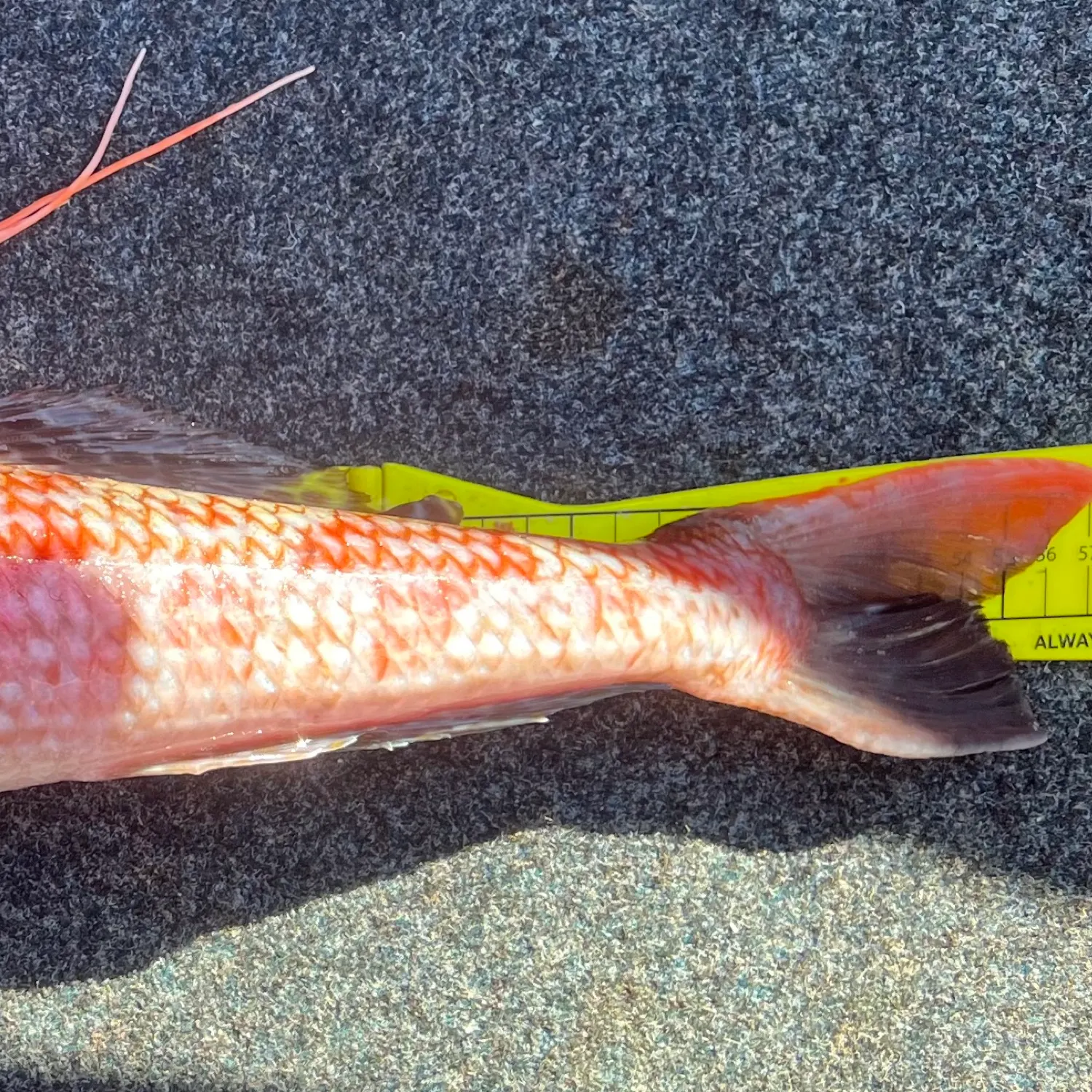 The most recent Sergeant Baker catches on Fishbrain