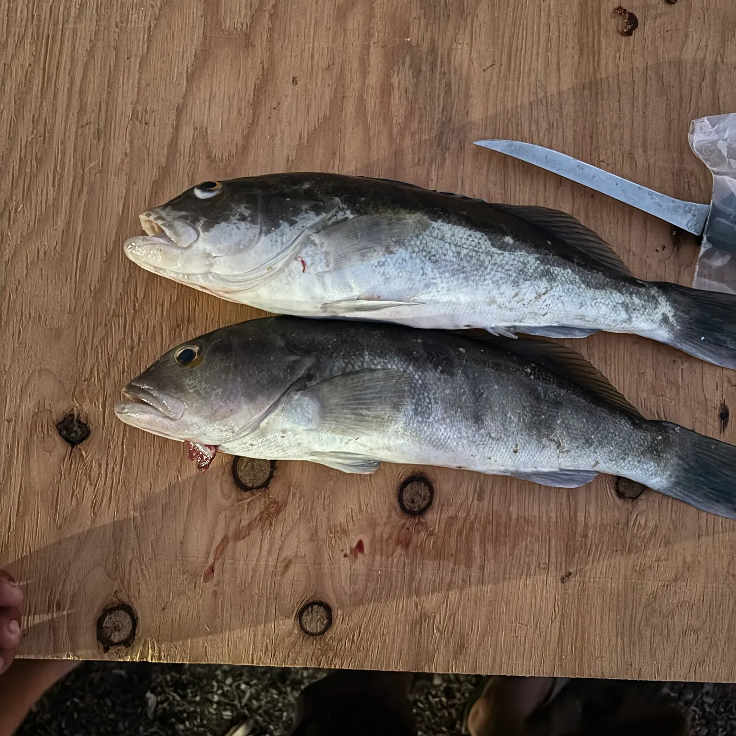 Barred sand bass caught on Fishbrain