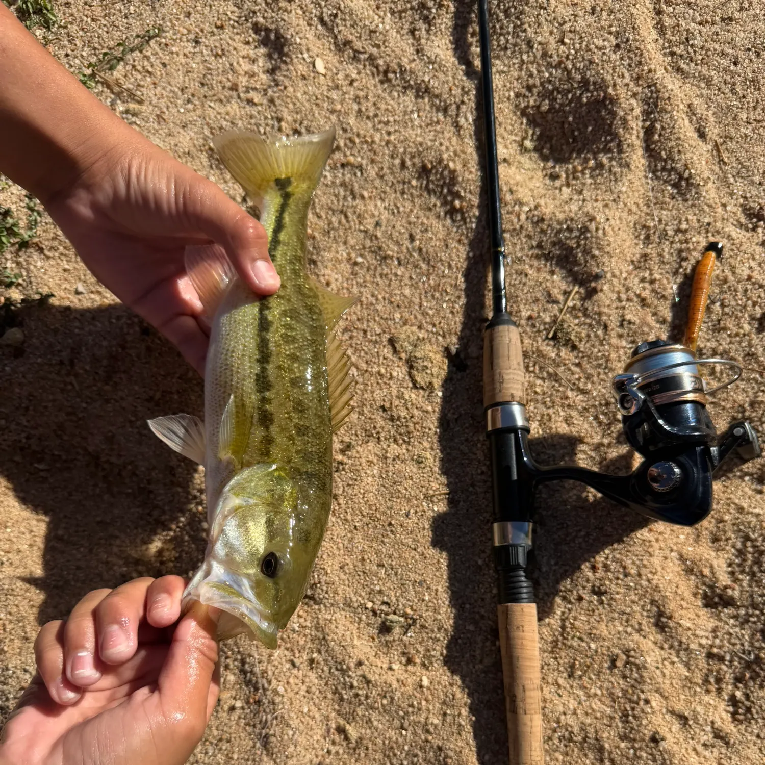 Spotted bass caught on Fishbrain
