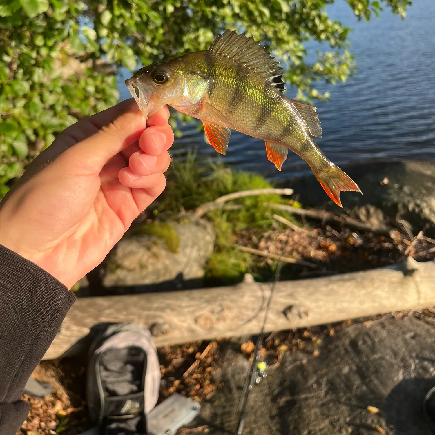 European perch caught on Fishbrain