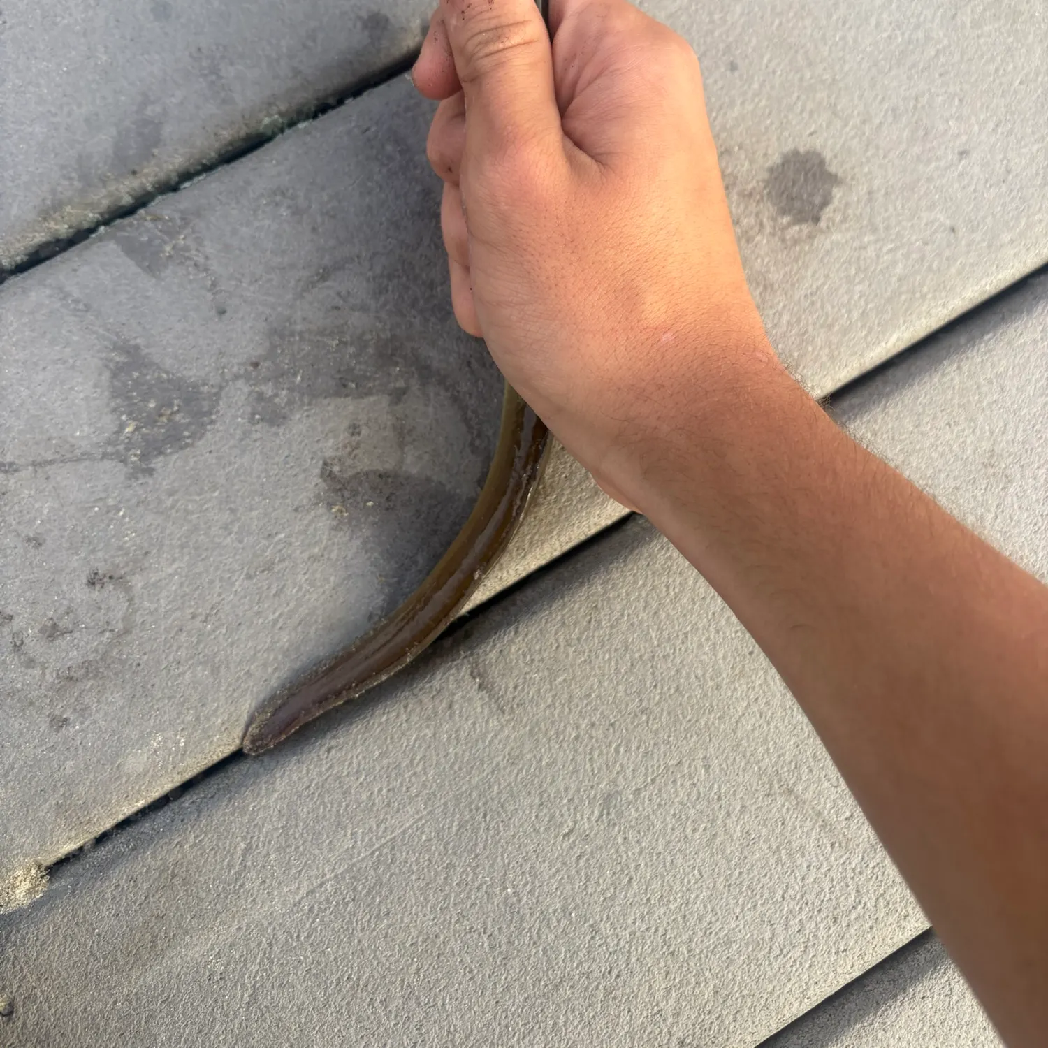American eel caught on Fishbrain