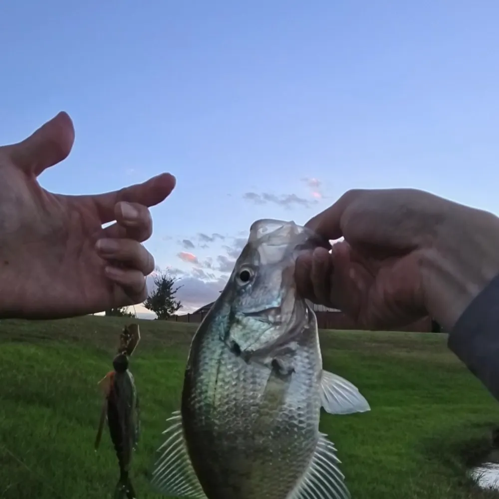The most recent White crappie catches on Fishbrain