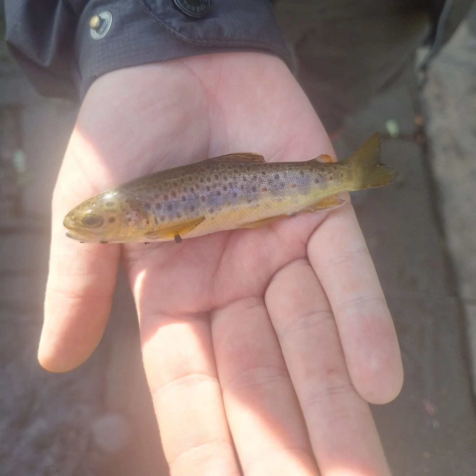 Brown trout caught on Fishbrain