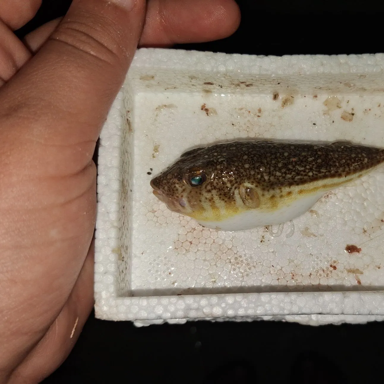 The most recent Silver-cheeked toadfish catches on Fishbrain
