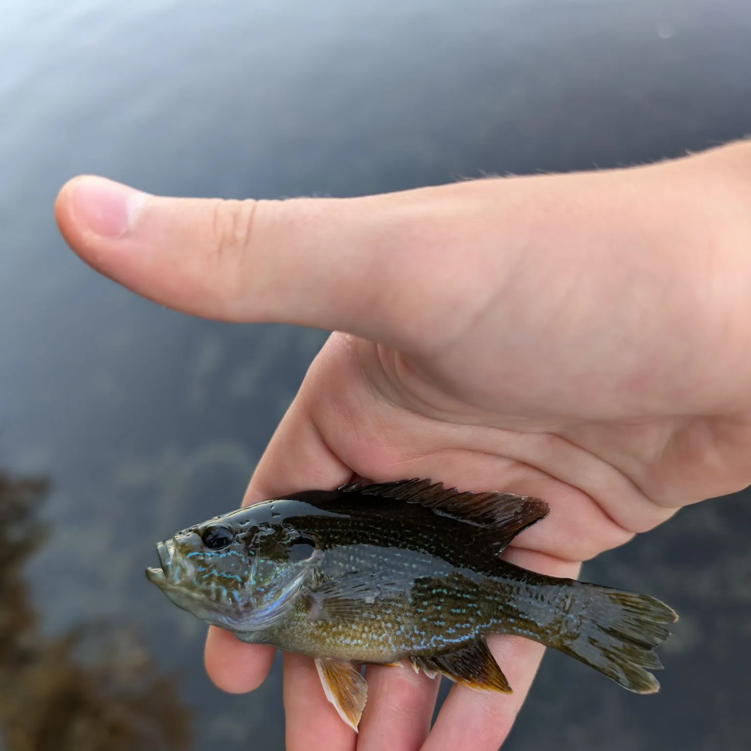 Green sunfish caught on Fishbrain