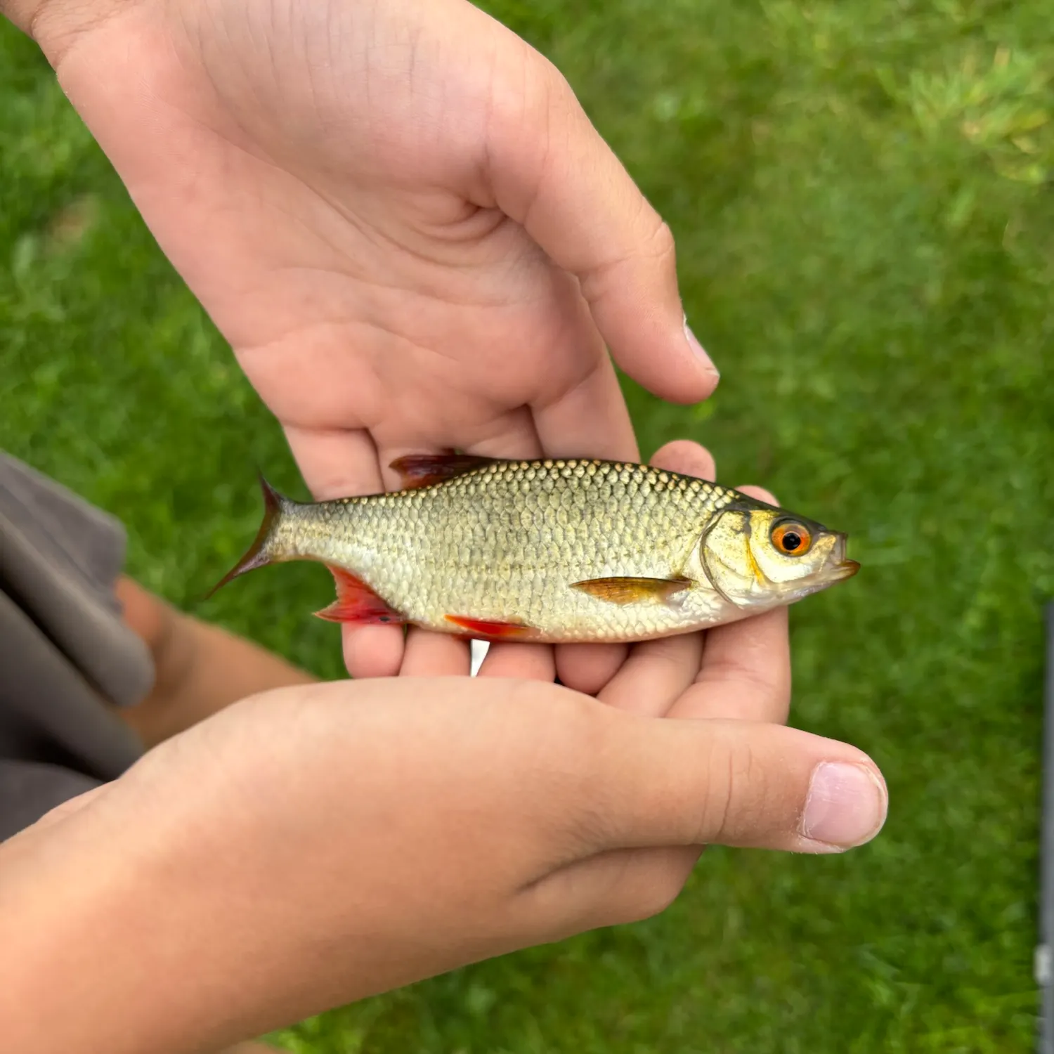 Common rudd caught on Fishbrain