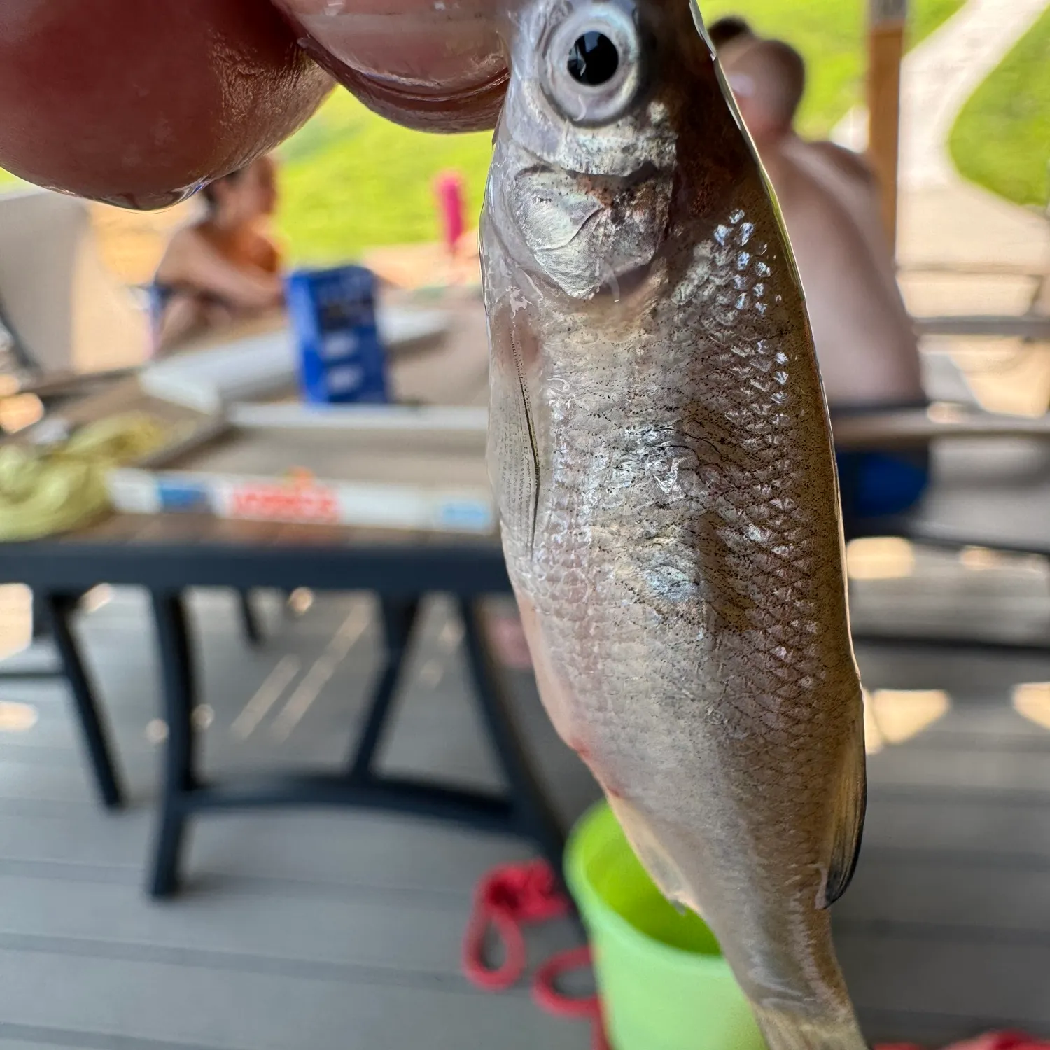 The most recent Eastern silvery minnow catches on Fishbrain