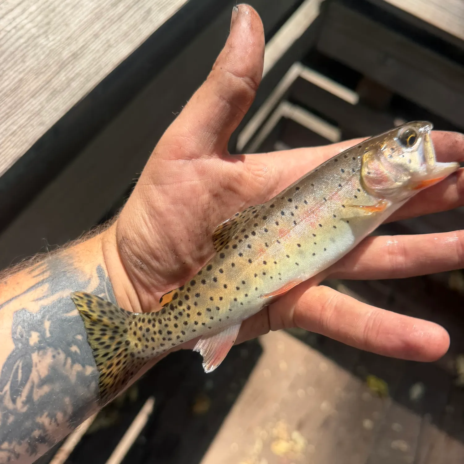 catch