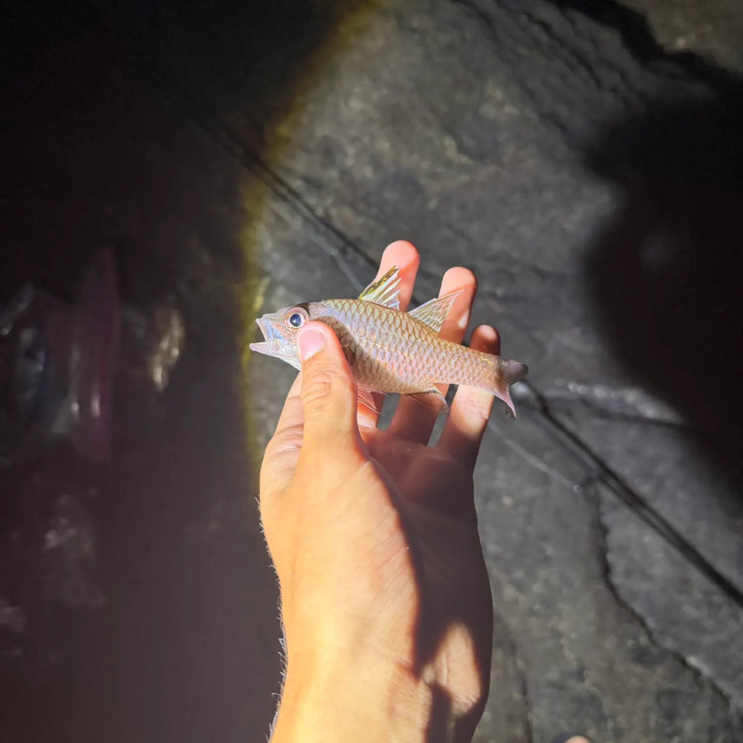 The most recent Iridescent cardinalfish catches on Fishbrain