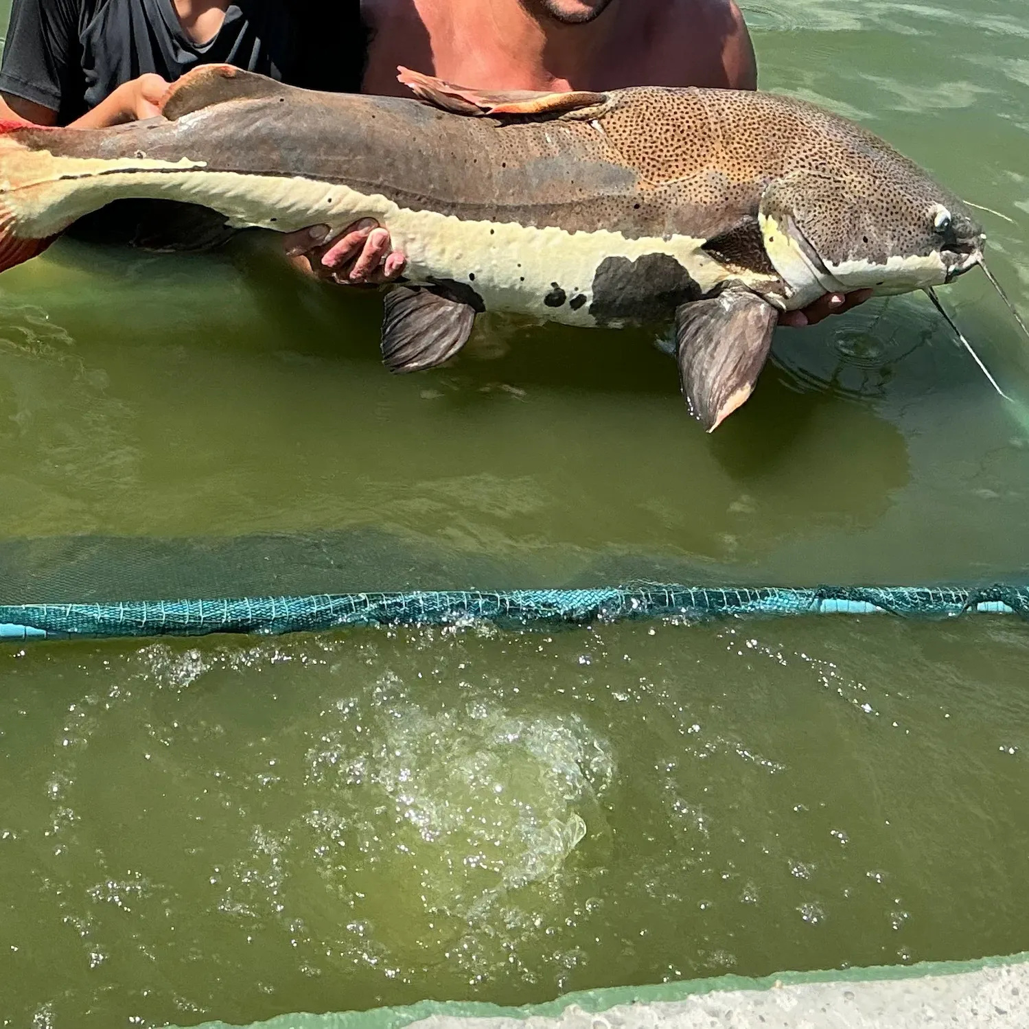 The most recent Semutundu catches on Fishbrain