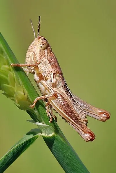 Insects