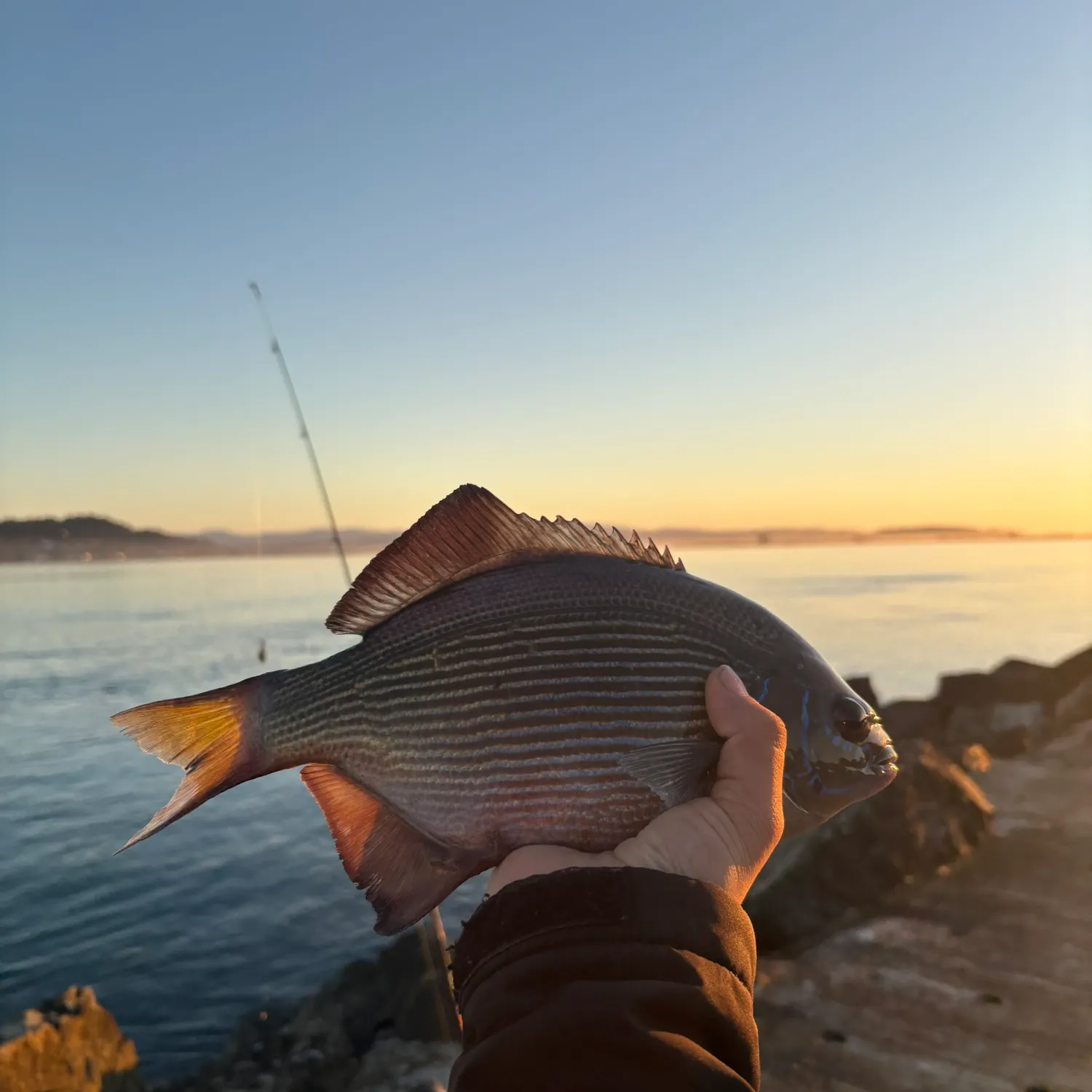 The most recent Striped seaperch catches on Fishbrain