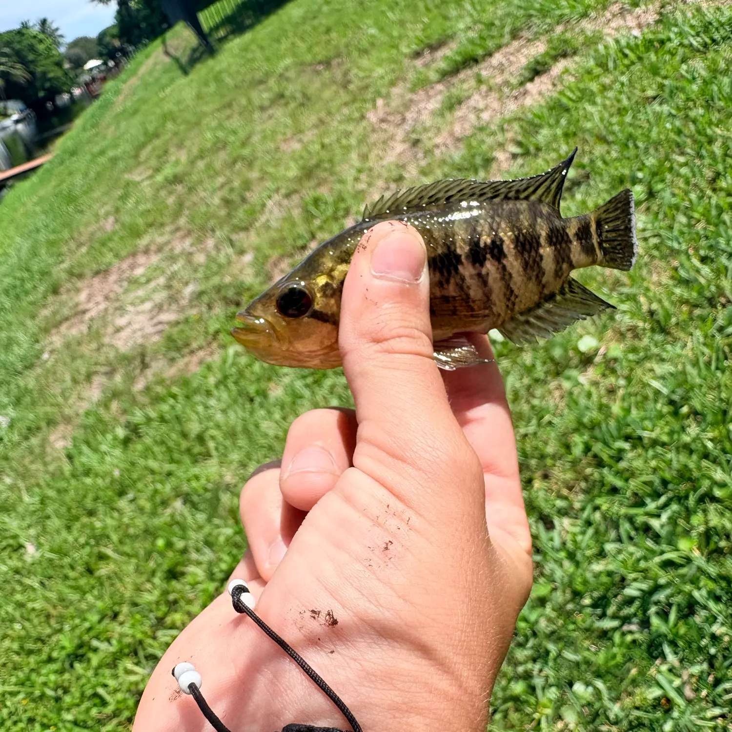 Warmouth caught on Fishbrain