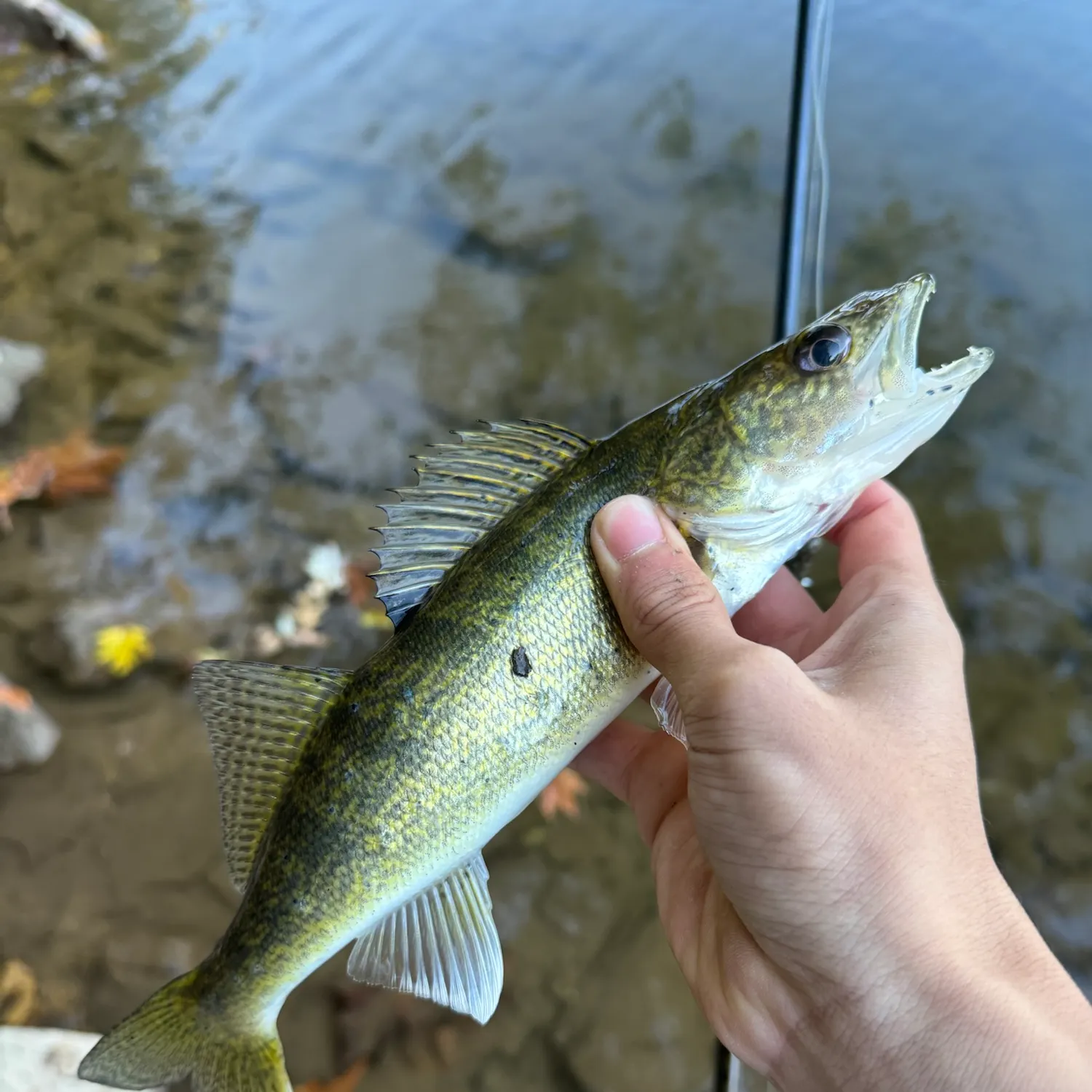 Walleye caught on Fishbrain