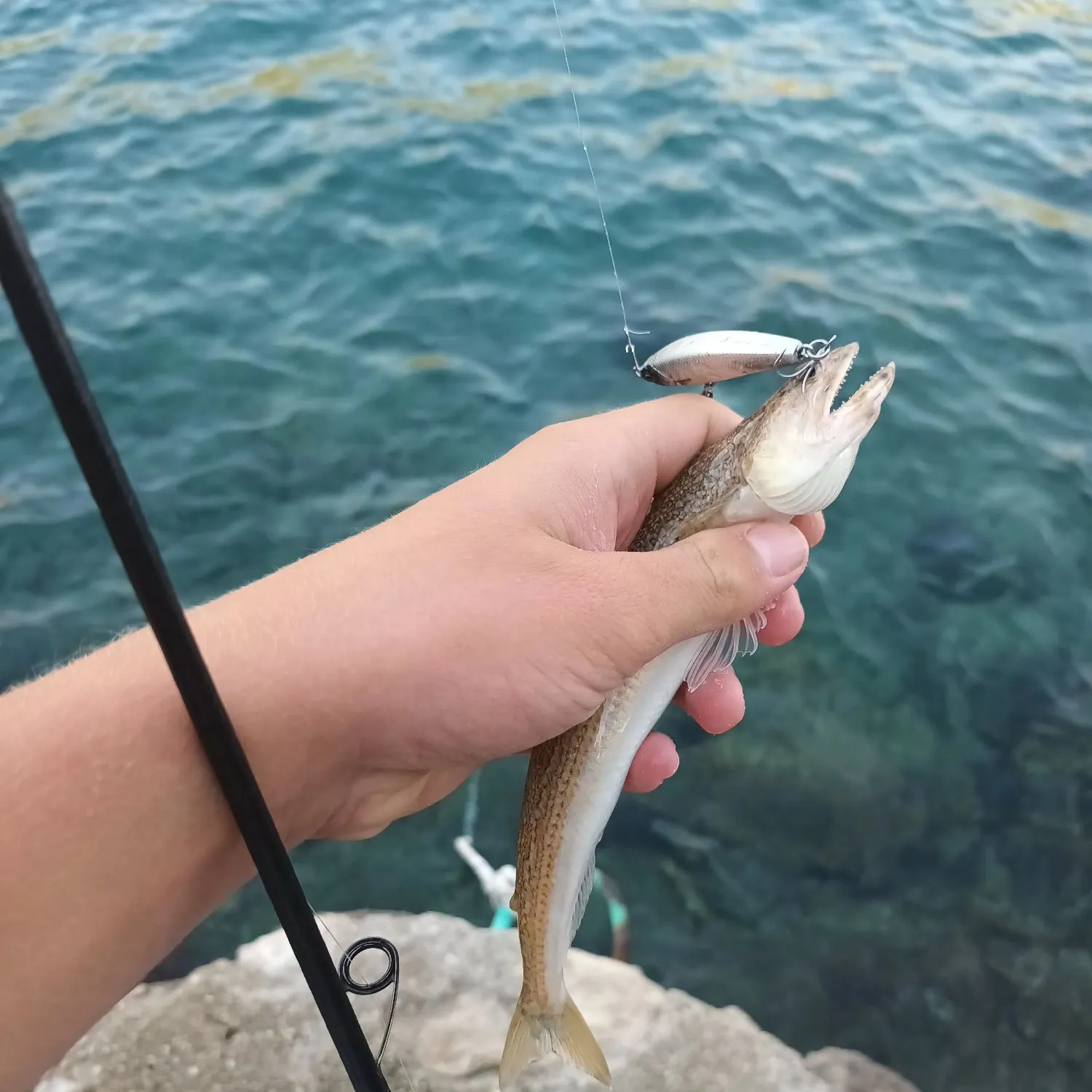 The most recent Atlantic lizardfish catches on Fishbrain