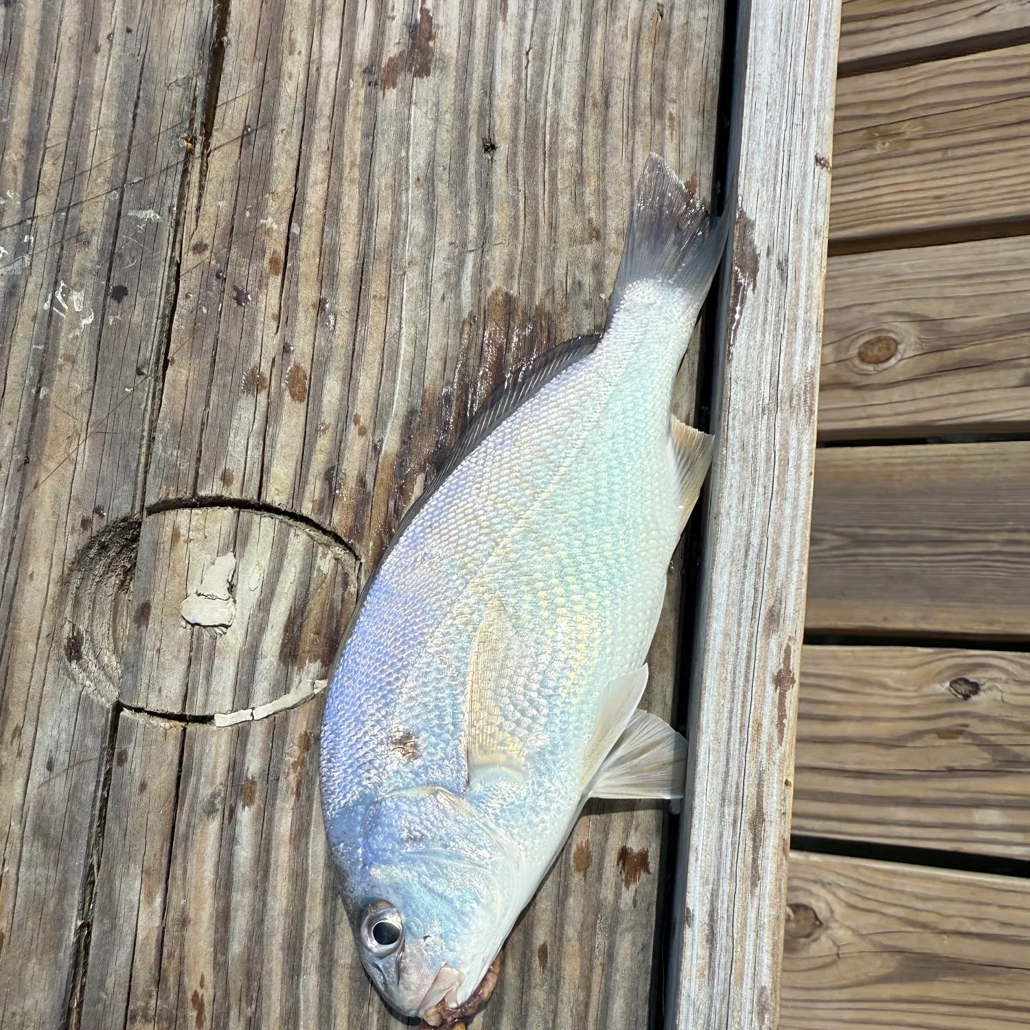 Spot croaker caught on Fishbrain