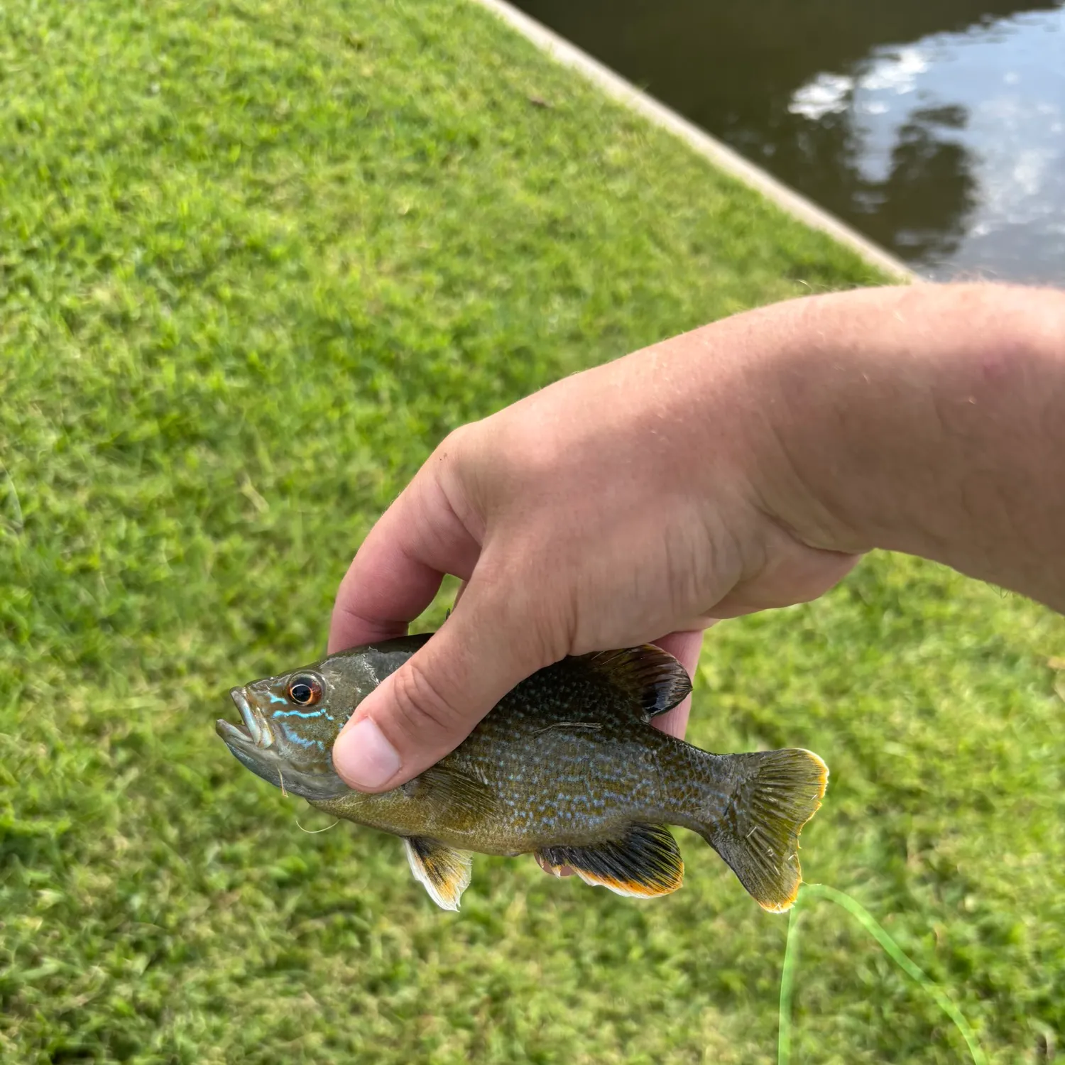 Fish caught on Fishbrain