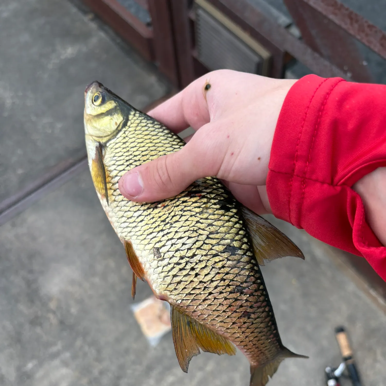 The most popular recent Golden shiner catch on Fishbrain