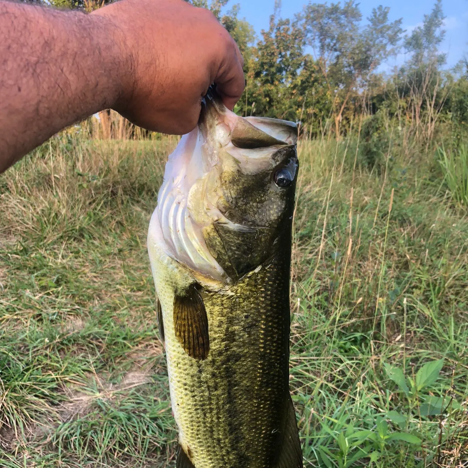 Fish caught on Fishbrain