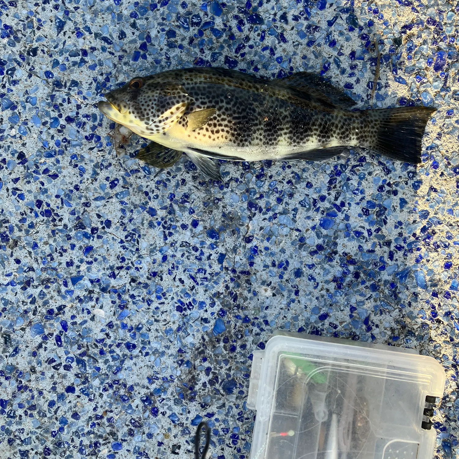 The most recent Spotted sand bass catches on Fishbrain