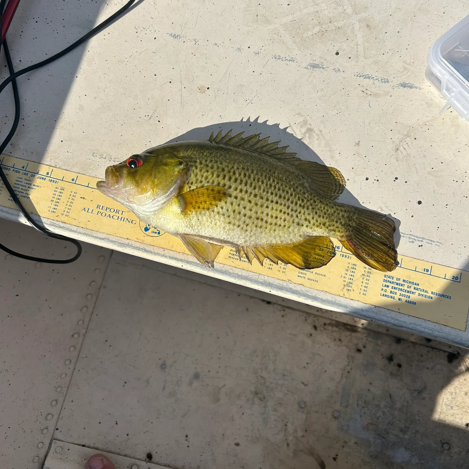 recently logged catches