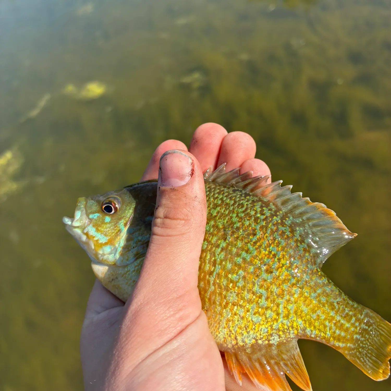 The most recent Wargill hybrid catches on Fishbrain