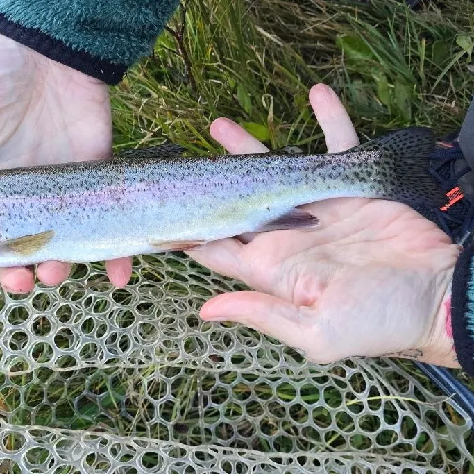Rainbow trout caught on Fishbrain