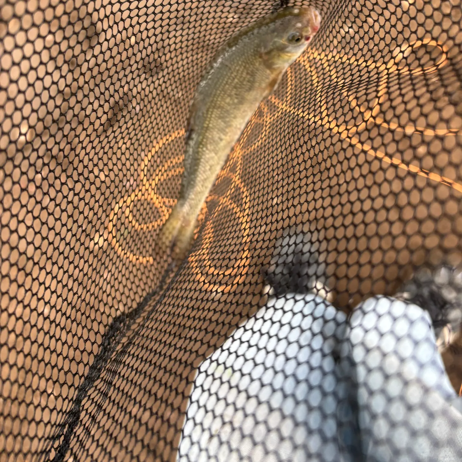 The most recent Utah chub catches on Fishbrain
