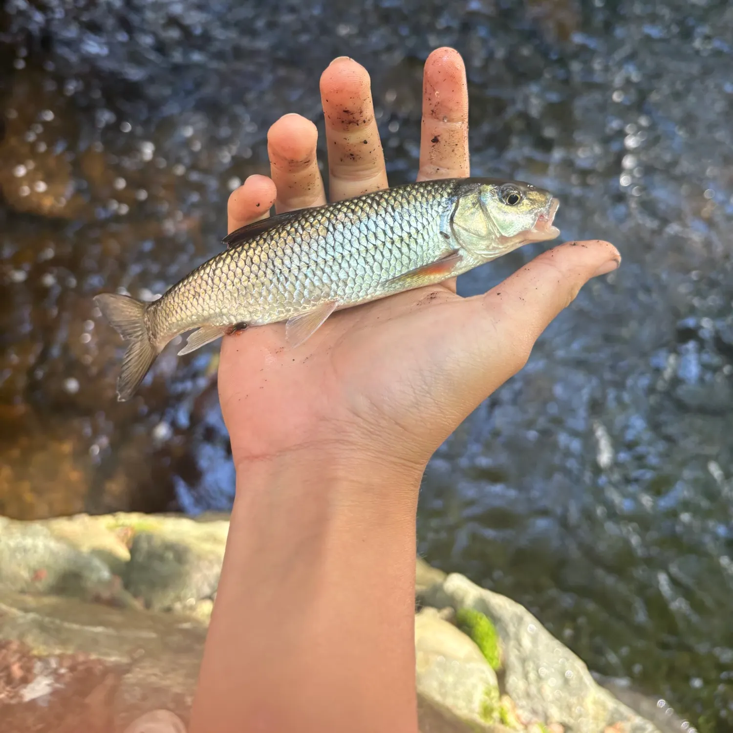 Fallfish caught on Fishbrain