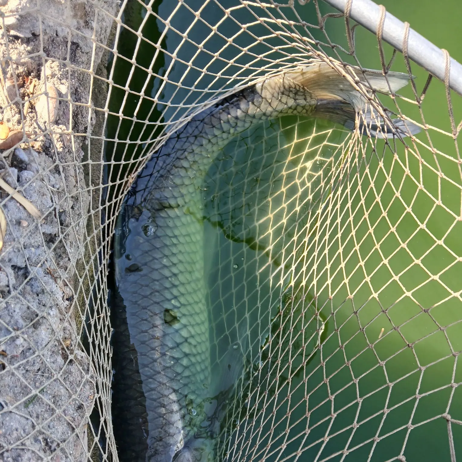 Grass carp caught on Fishbrain