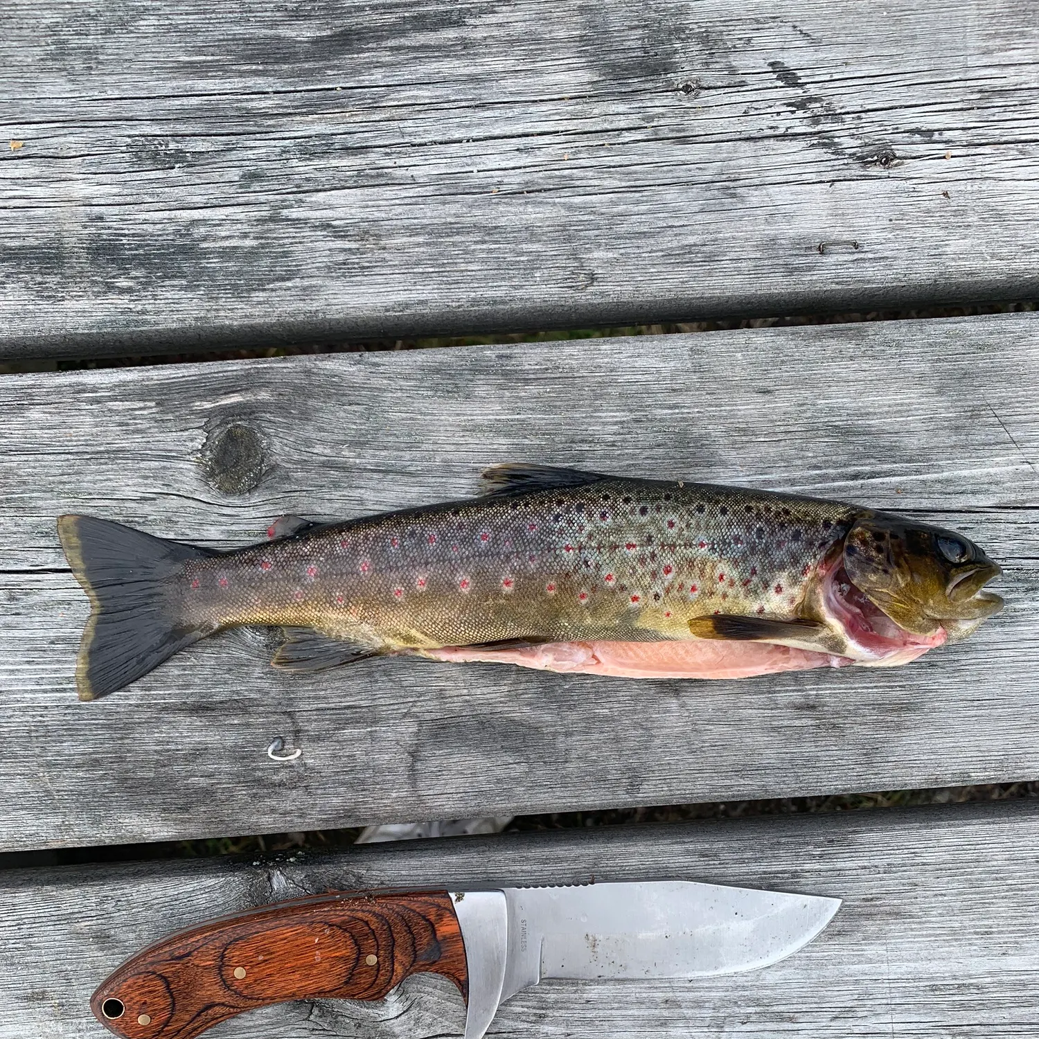 recently logged catches