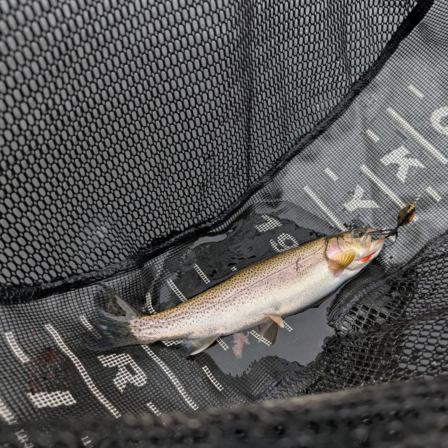Coastal cutthroat trout caught on Fishbrain