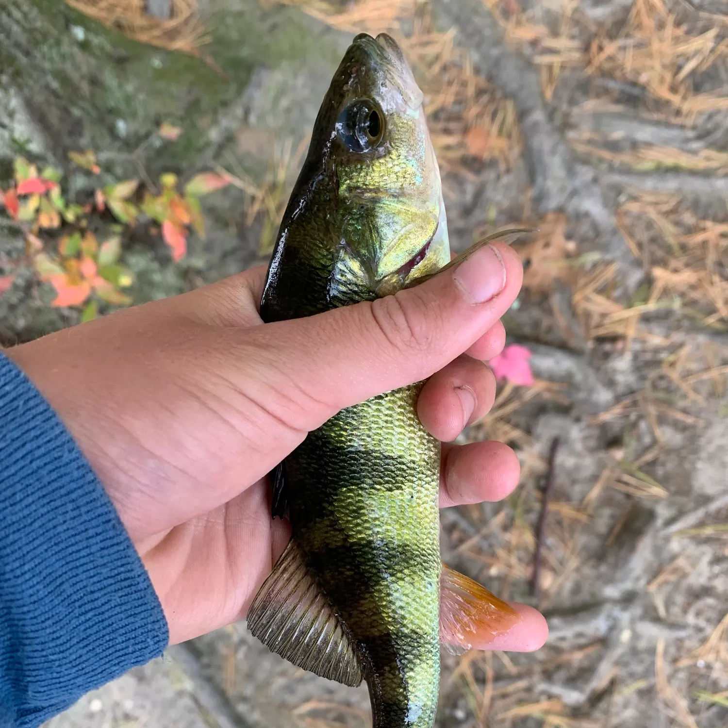 Yellow perch caught on Fishbrain