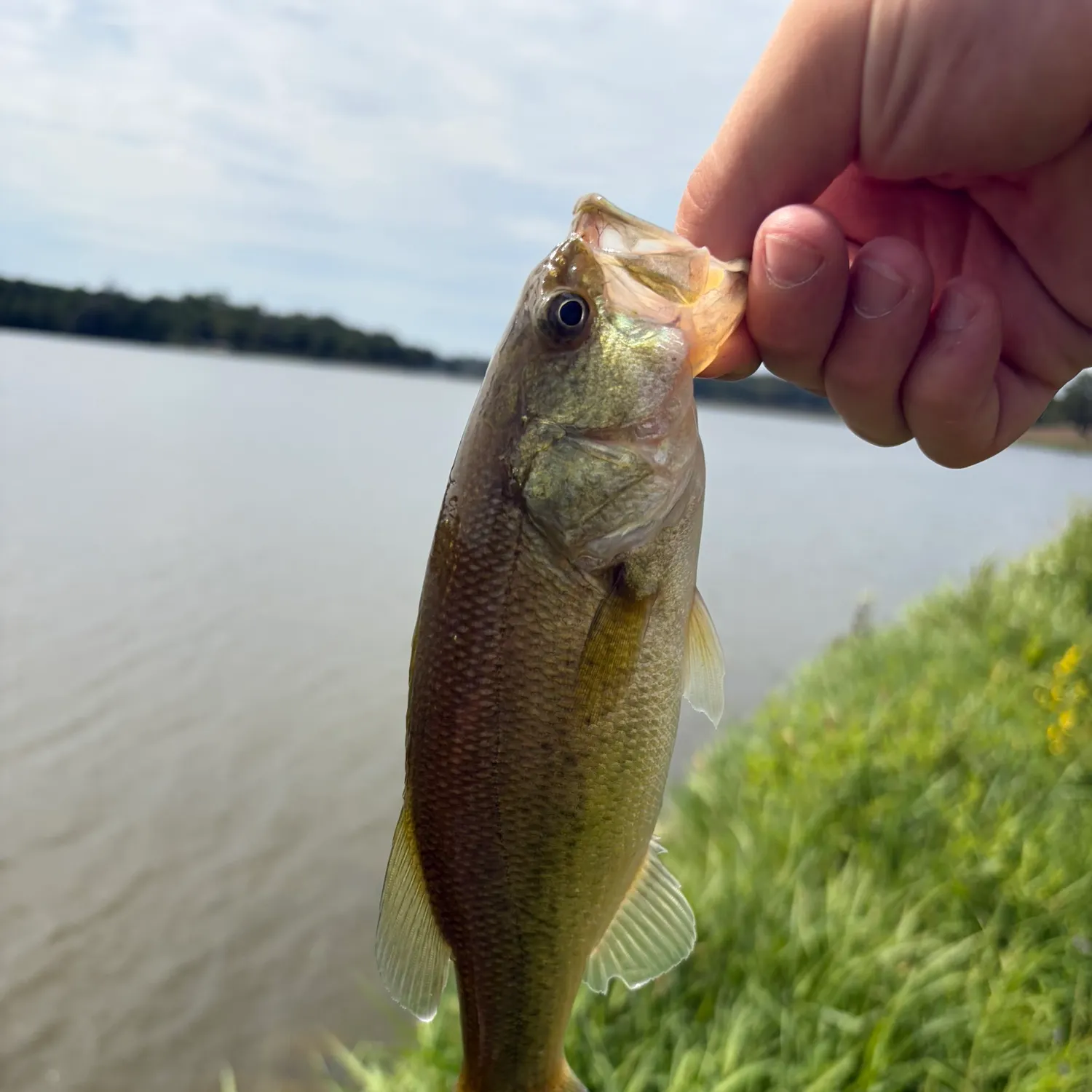 Fish caught on Fishbrain