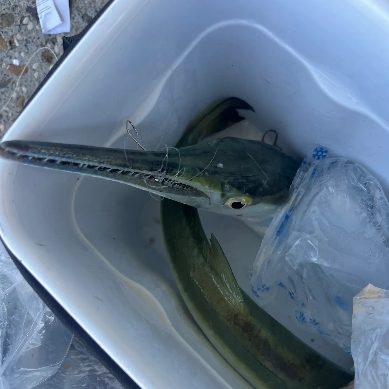 recently logged catches